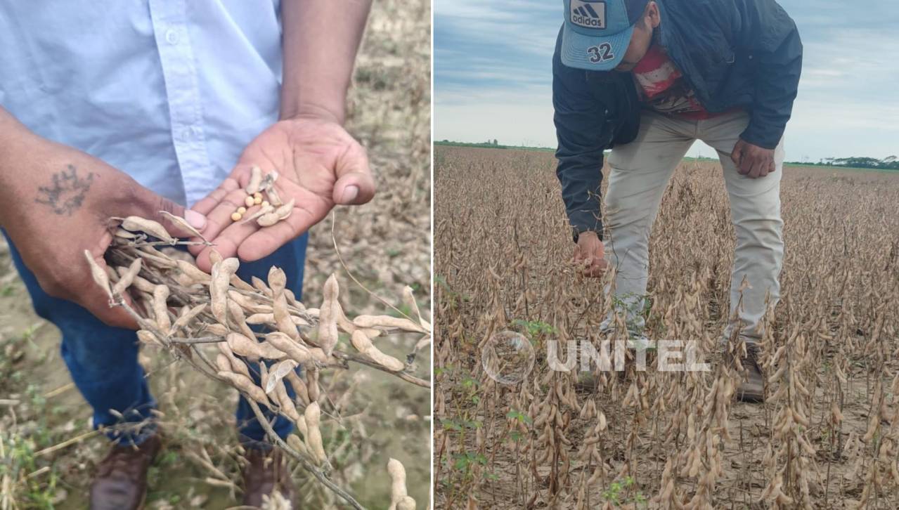 “Hace 12 días que no llega combustible”: productores del norte cruceño advierten que la soya está a punto de perderse