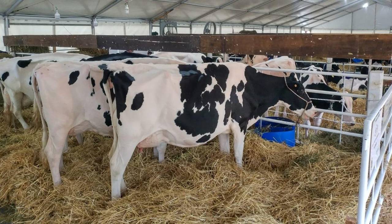 Cochabamba: Sector lechero se movilizará este viernes exigiendo nivelación de precios