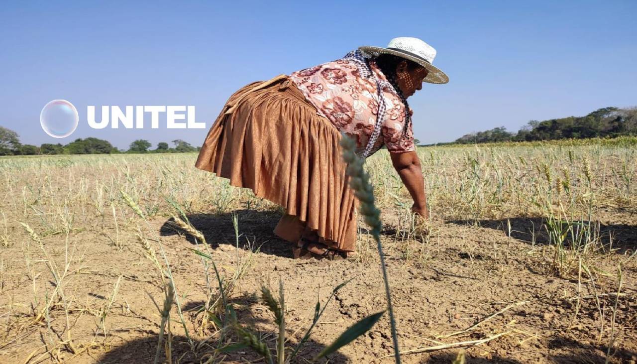 Hace 100 días no llueve en Cuatro Cañadas y la sequía golpea cultivos de trigo y maíz