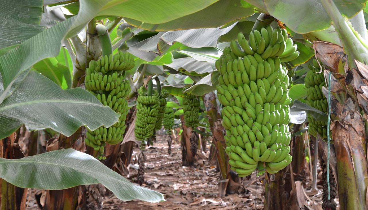 Cultivos de banana en el trópico cochabambino se redujeron en un 20% entre enero y julio, según el reporte