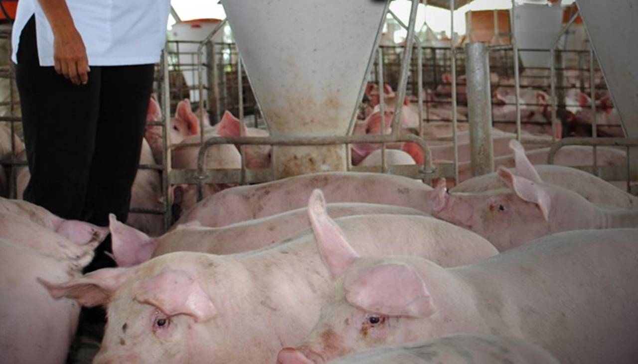 “No podremos sostener el precio ni la producción para fin de año”: porcinocultores en emergencia por falta de insumos