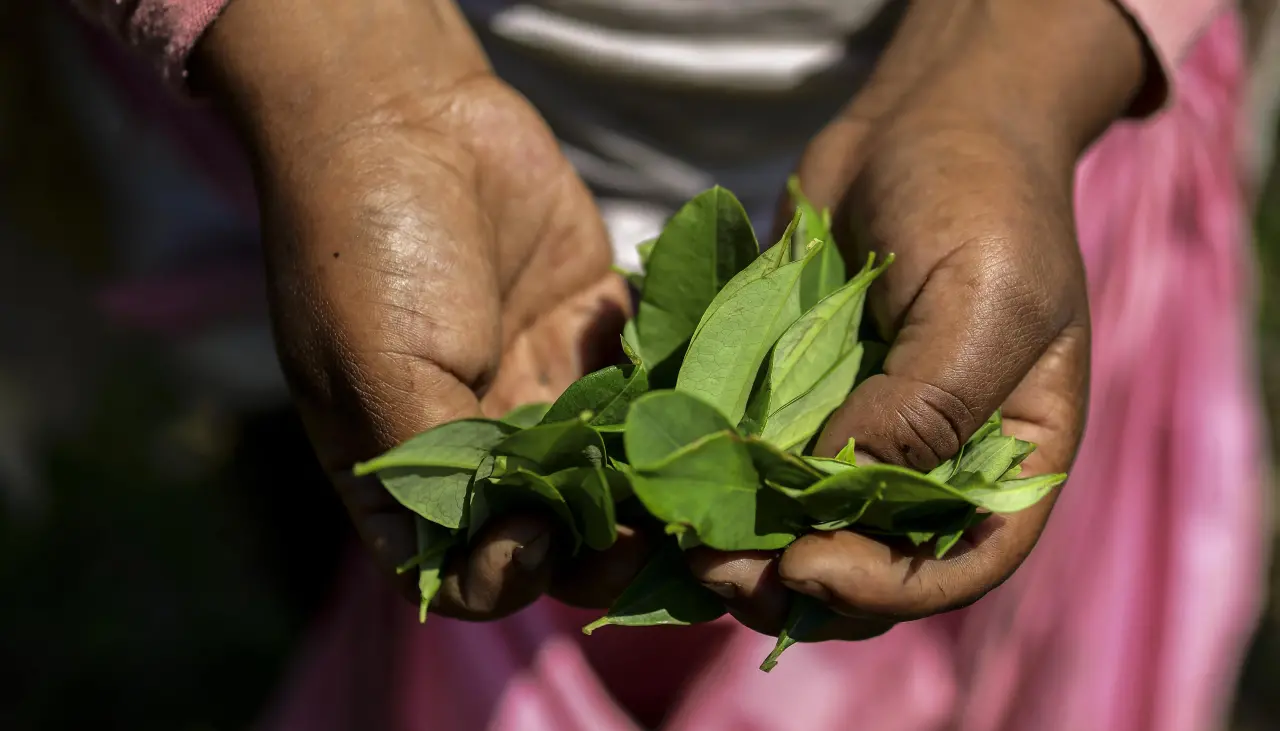 “No hay temor en los Yungas”, dicen desde Adepcoca ante el retorno de la DEA a Bolivia