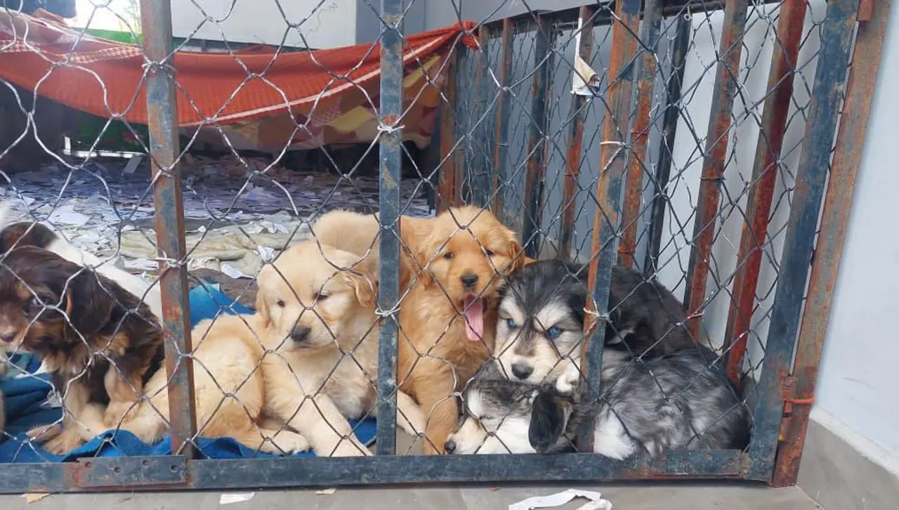 Más de 100 cachorros rescatados: varios están en observación y los más sanos serán dados en adopción