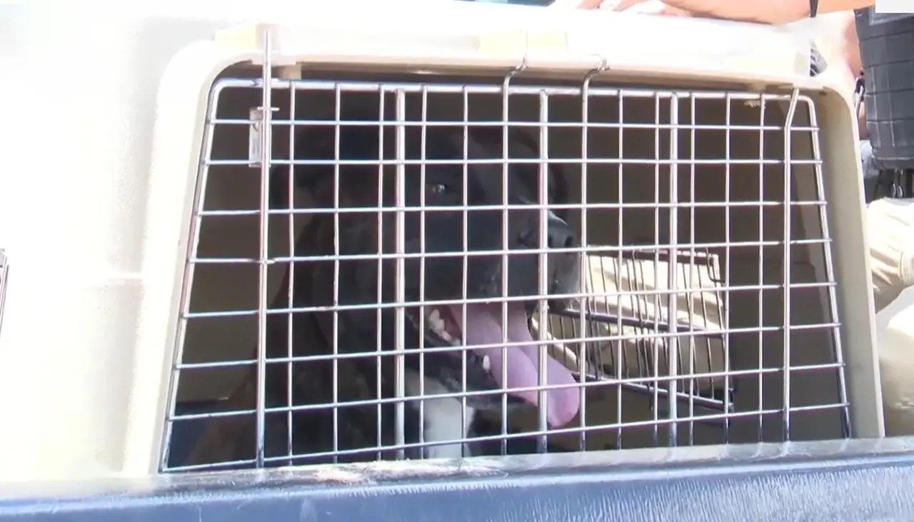 Niño mordido por un perro tuvo una cirugía reconstructiva, tenía lesiones desgarrantes en el rostro y la pierna