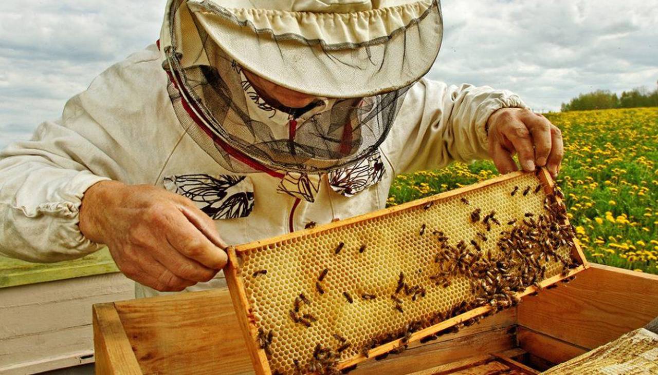 El Gobierno articula alianza con la CAO y apicultores del Chaco para impulsar la producción y exportación de miel