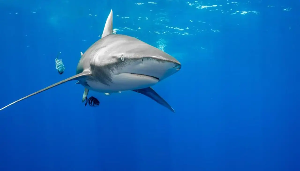 Tiburón hiere a un niño en la Polinesia Francesa