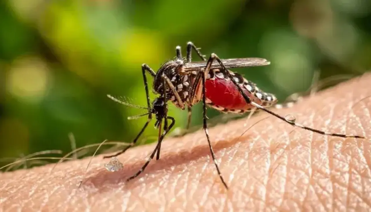 Muere en Francia una persona con el virus shamonda que se creía no transmisible al hombre