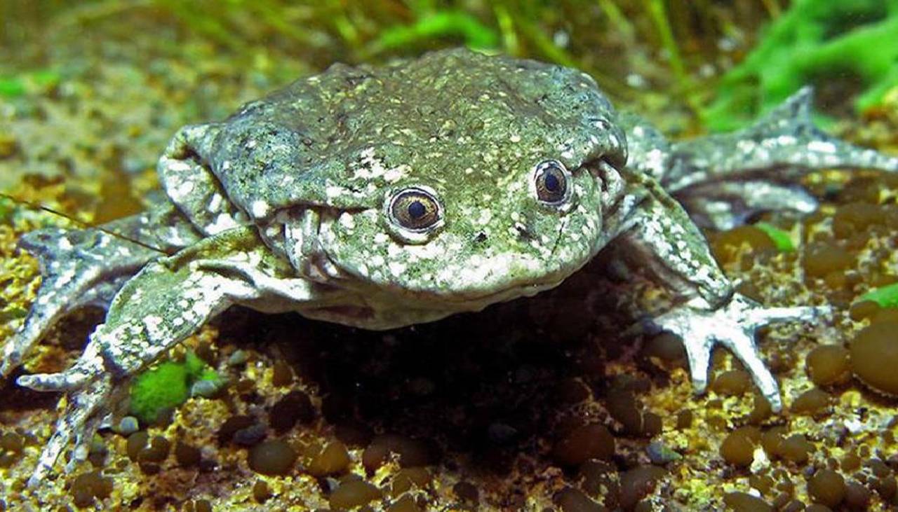 Dictan detención preventiva para acusadas de traficar ranas en peligro de extinción