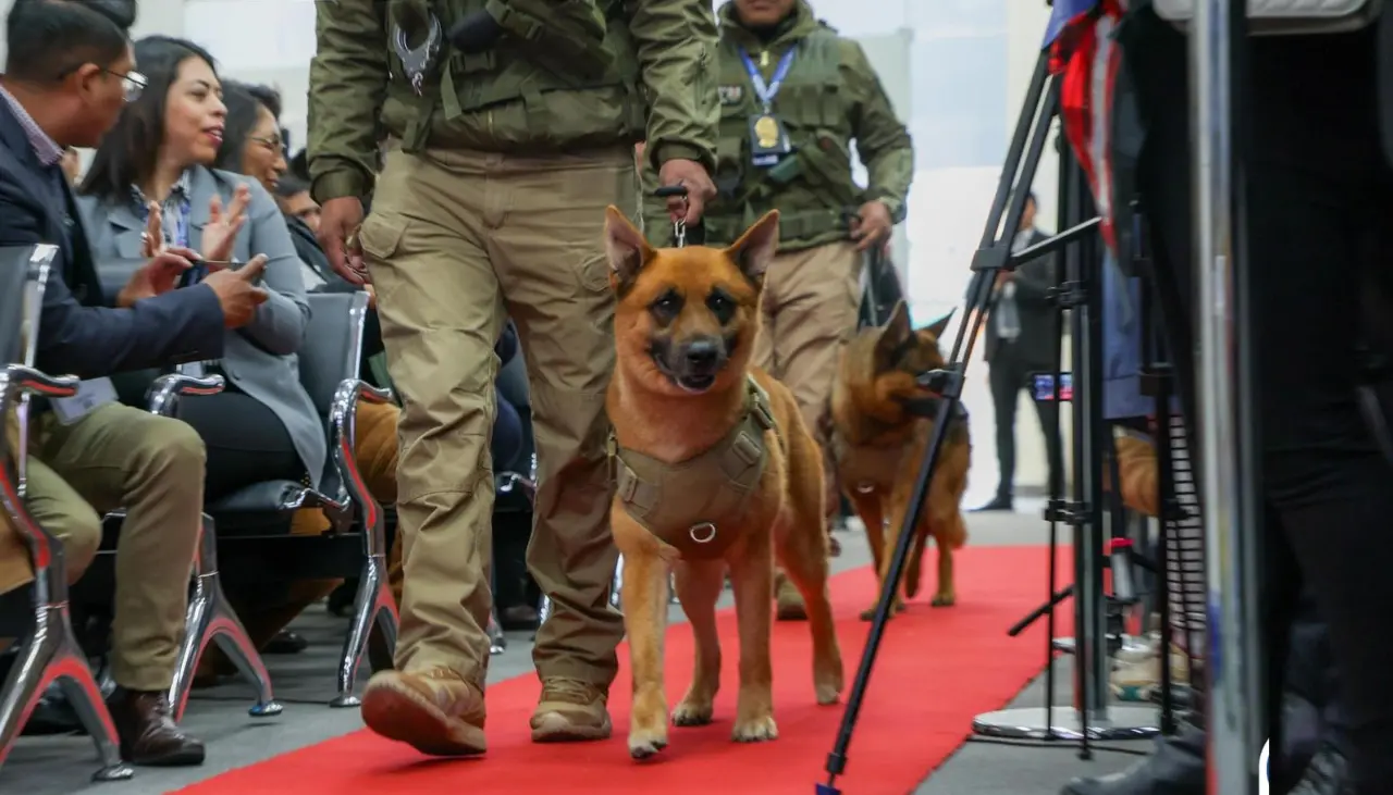 Decker y Bruno, la historia de dos perros policías que en cinco años incautaron $us 1 millón