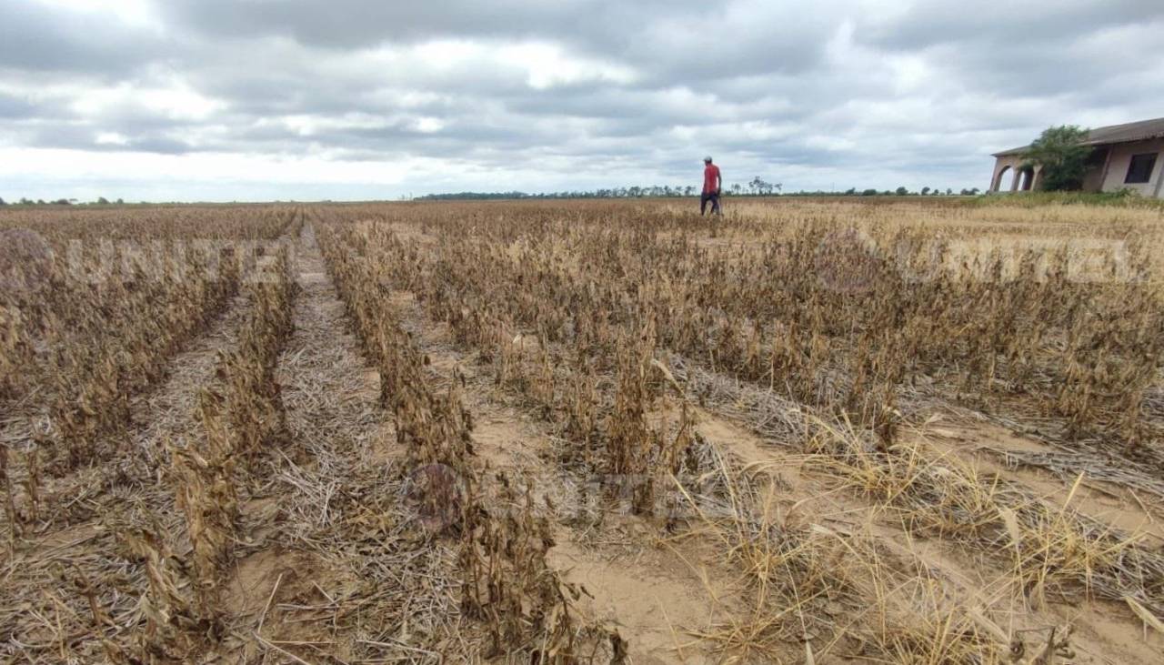 Caída en la producción de granos: Gobierno prevé convocar a Anapo para analizar medidas