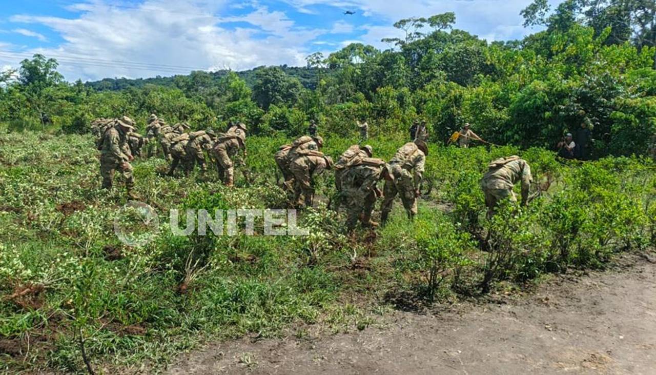 Impulsan el control de plantaciones de coca en el trópico de Cochabamba