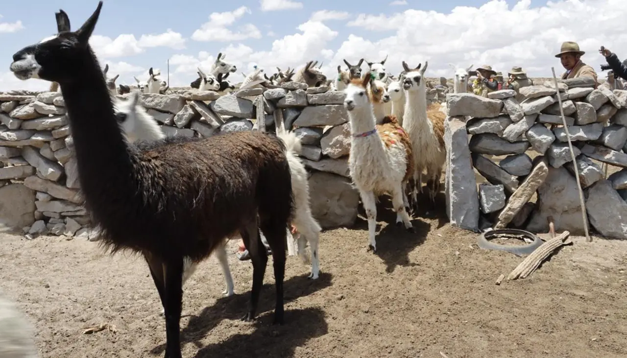 Bolivia prevé enviar 2 toneladas mensuales de carne de llama a EEUU