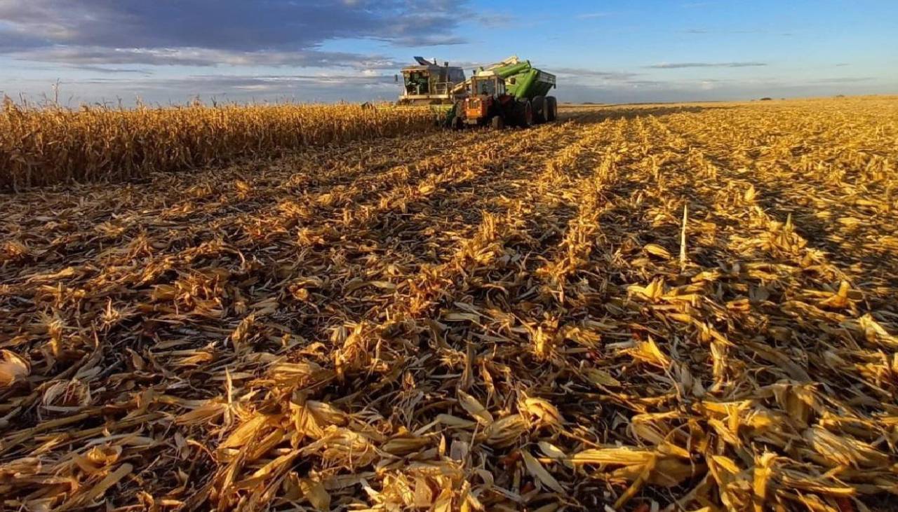 Anapo advierte que la cosecha de soya de invierno bajará en 300.000 toneladas