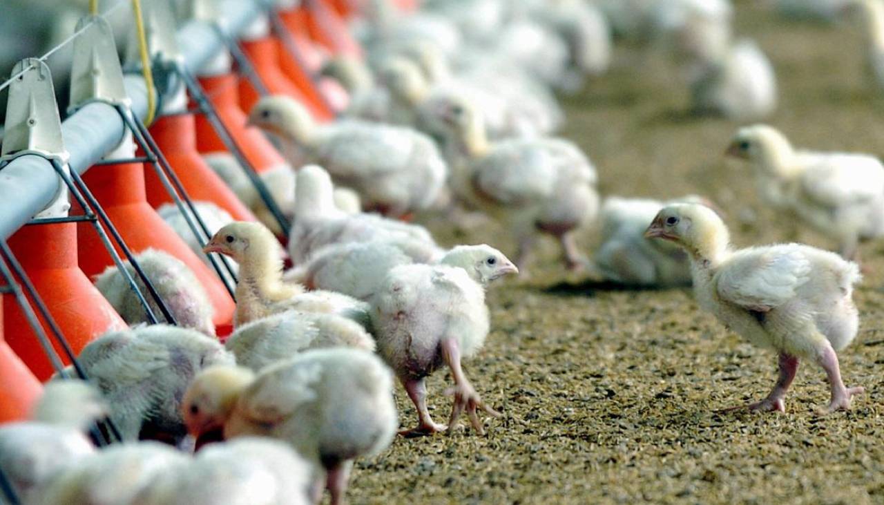 Avicultores alistan la carga de pollos para fiestas de fin de año, en plena escalada de bloqueos 