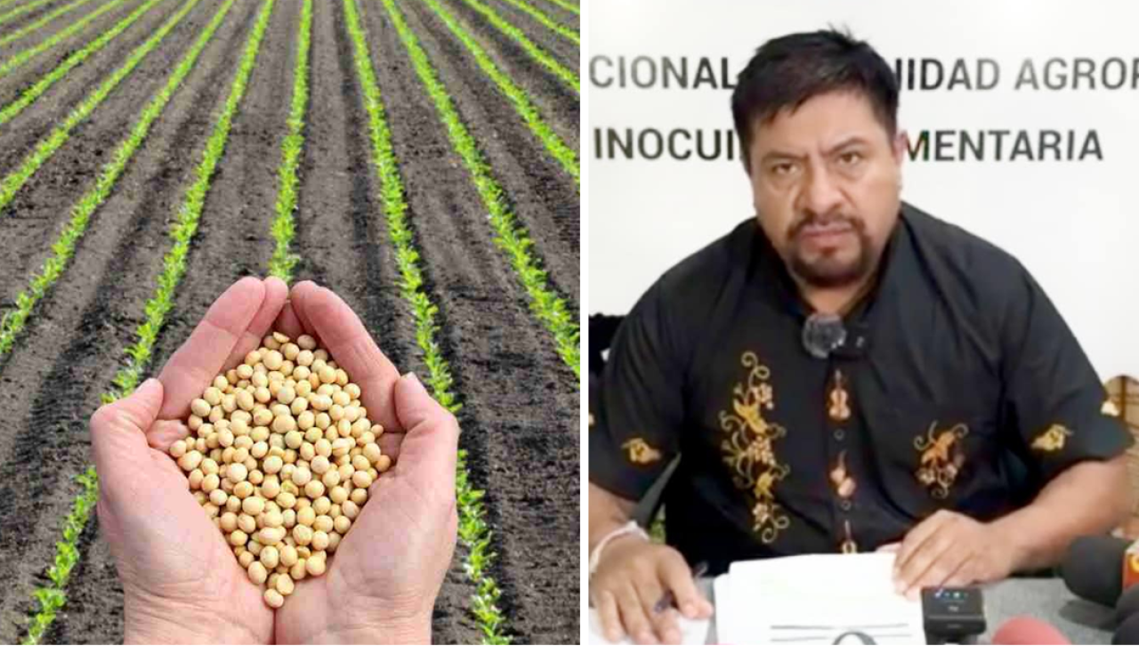 Siembra de verano: Gobierno dice que se cubrió casi el 100% del área proyectada para soya, maíz y arroz