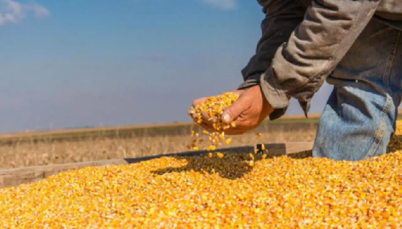 Concluye la cosecha de maíz y productores advierten déficit de 500.000 toneladas