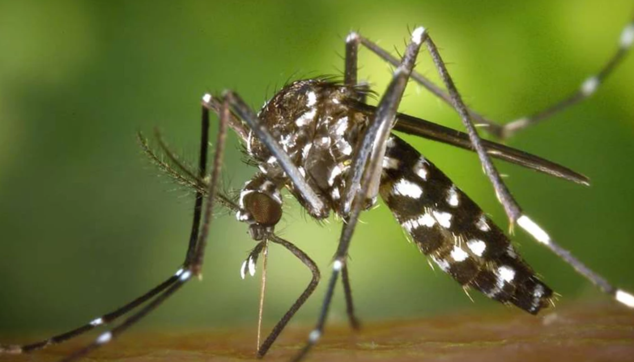 Alistan campaña preventiva contra chikungunya en Cochabamba
