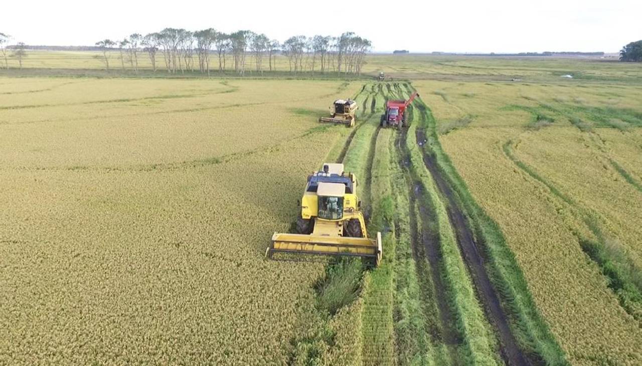 Falta de diésel amenaza al 70% de la cosecha de arroz y el sector pide una solución urgente 