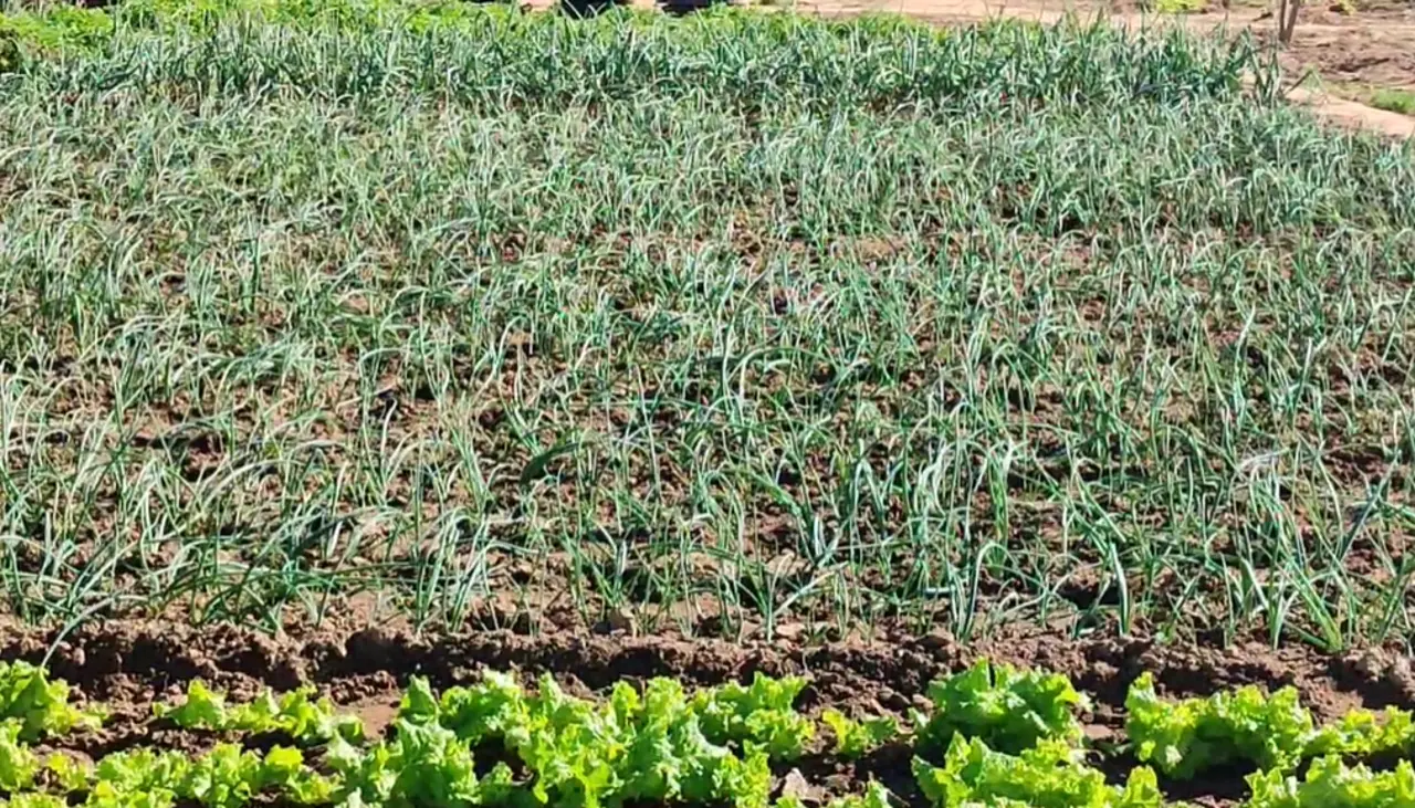 Helada en Vallegrande afecta cultivos: “La temperatura fue de -1 ºC”, informa la Alcaldía