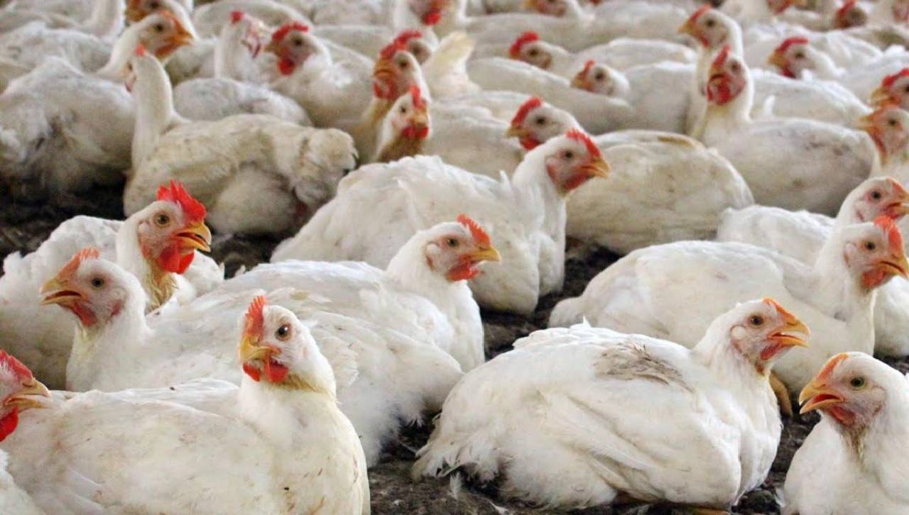 Gobierno se compromete a atender demandas de avicultores para que el precio de la carne de pollo pueda disminuir