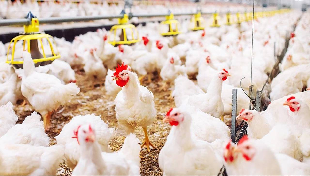 Fin a la subvención al diésel: Avicultores evalúan subir el precio del kilo de pollo vivo a Bs 15