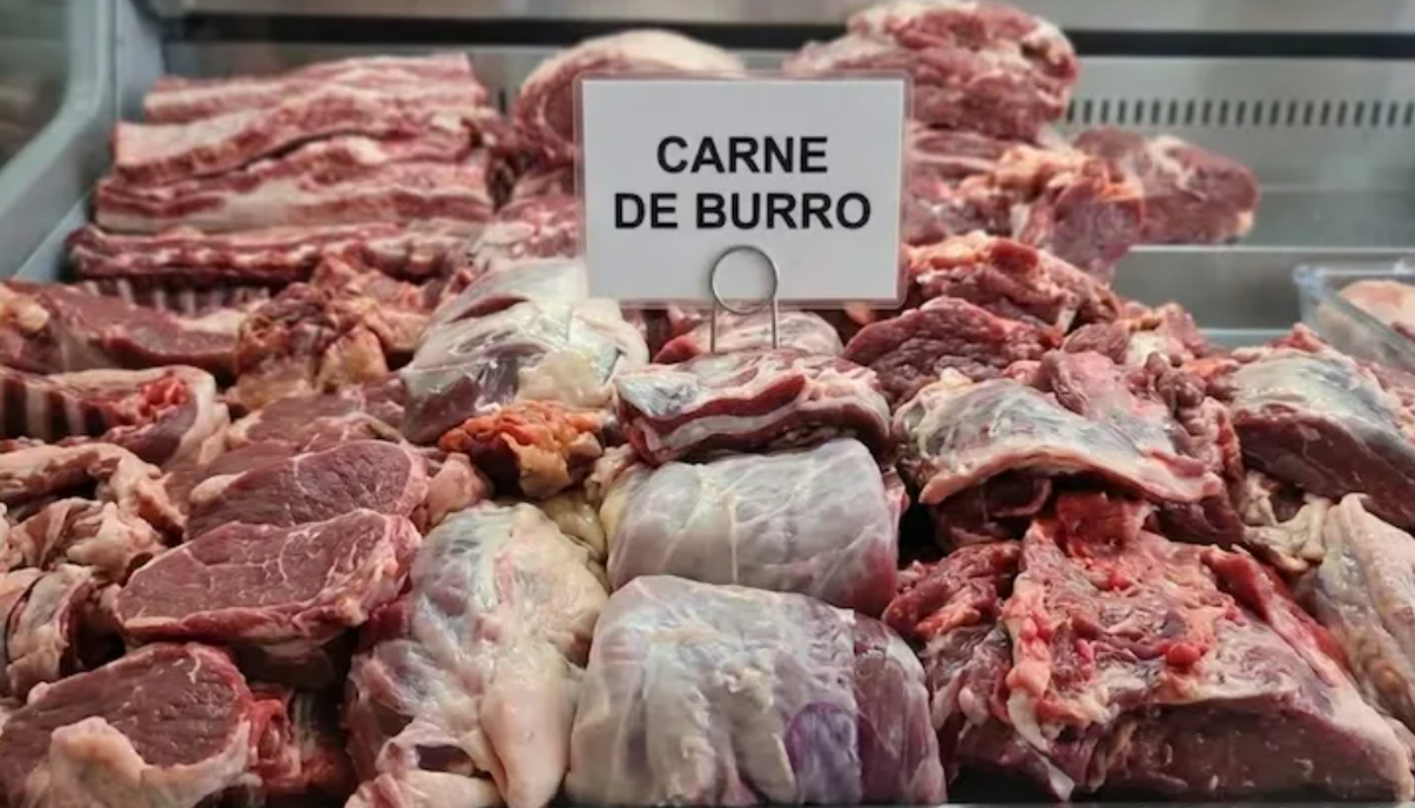 ¿La carne de burro es apta para el consumo humano?, esto responde un especialista 