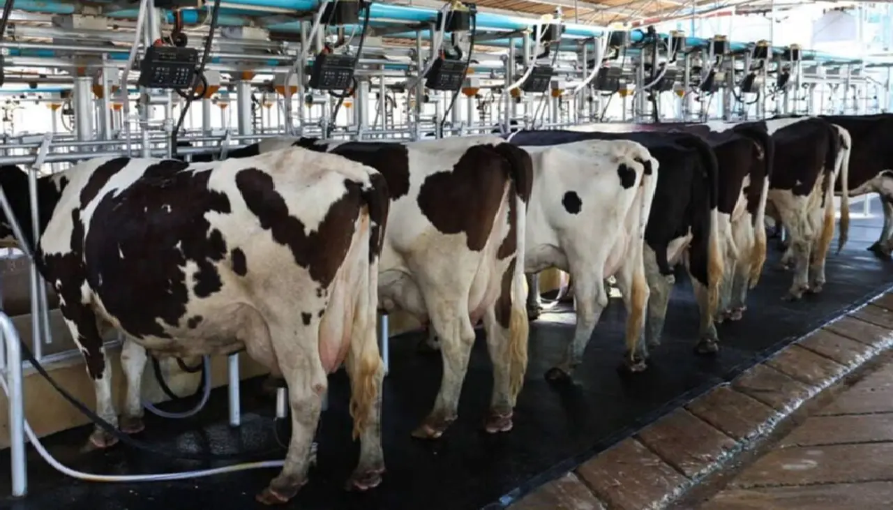 Lecheros piden levantar regulaciones y banda de precios ante altos costos de producción