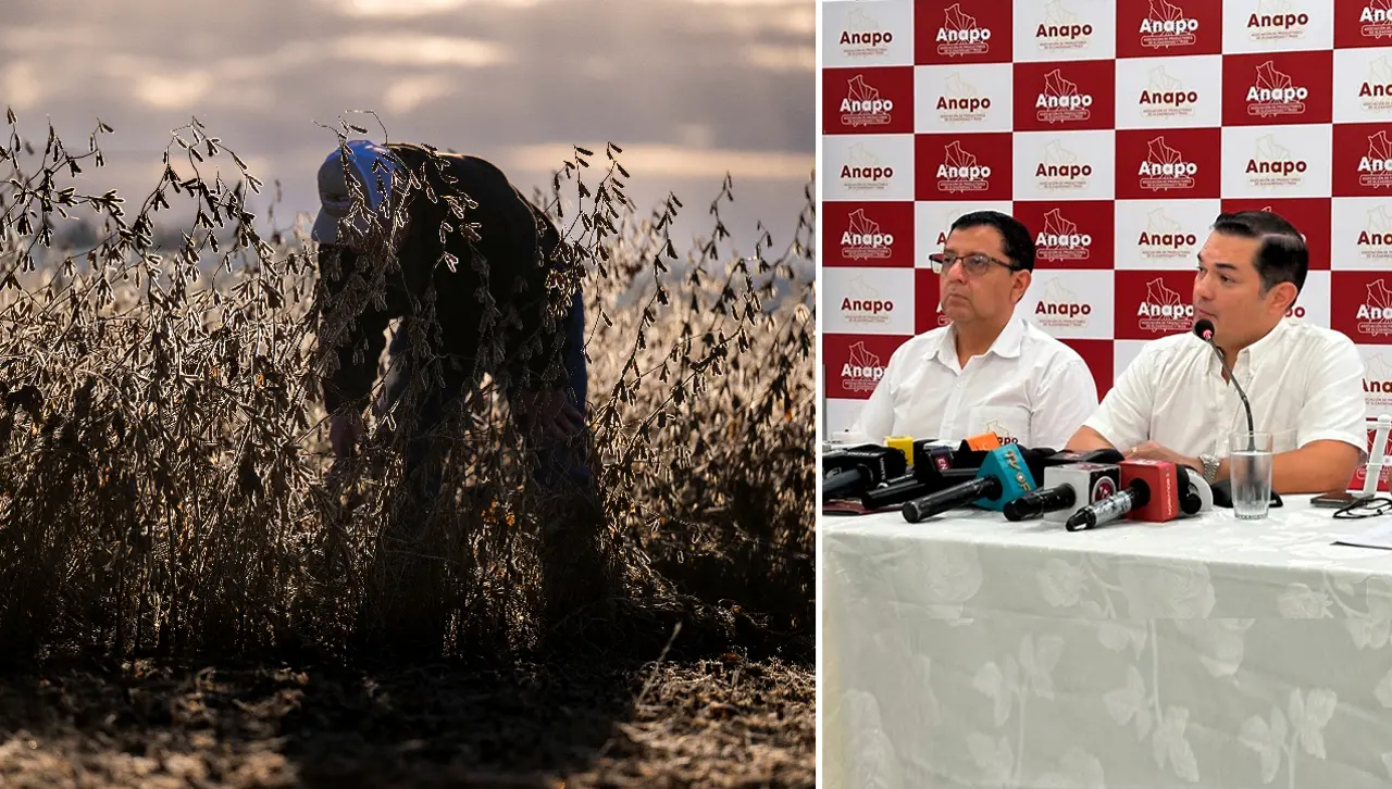 Anapo: Producción de granos este año llega a 5,6 millones de toneladas, 91% más que en 2024