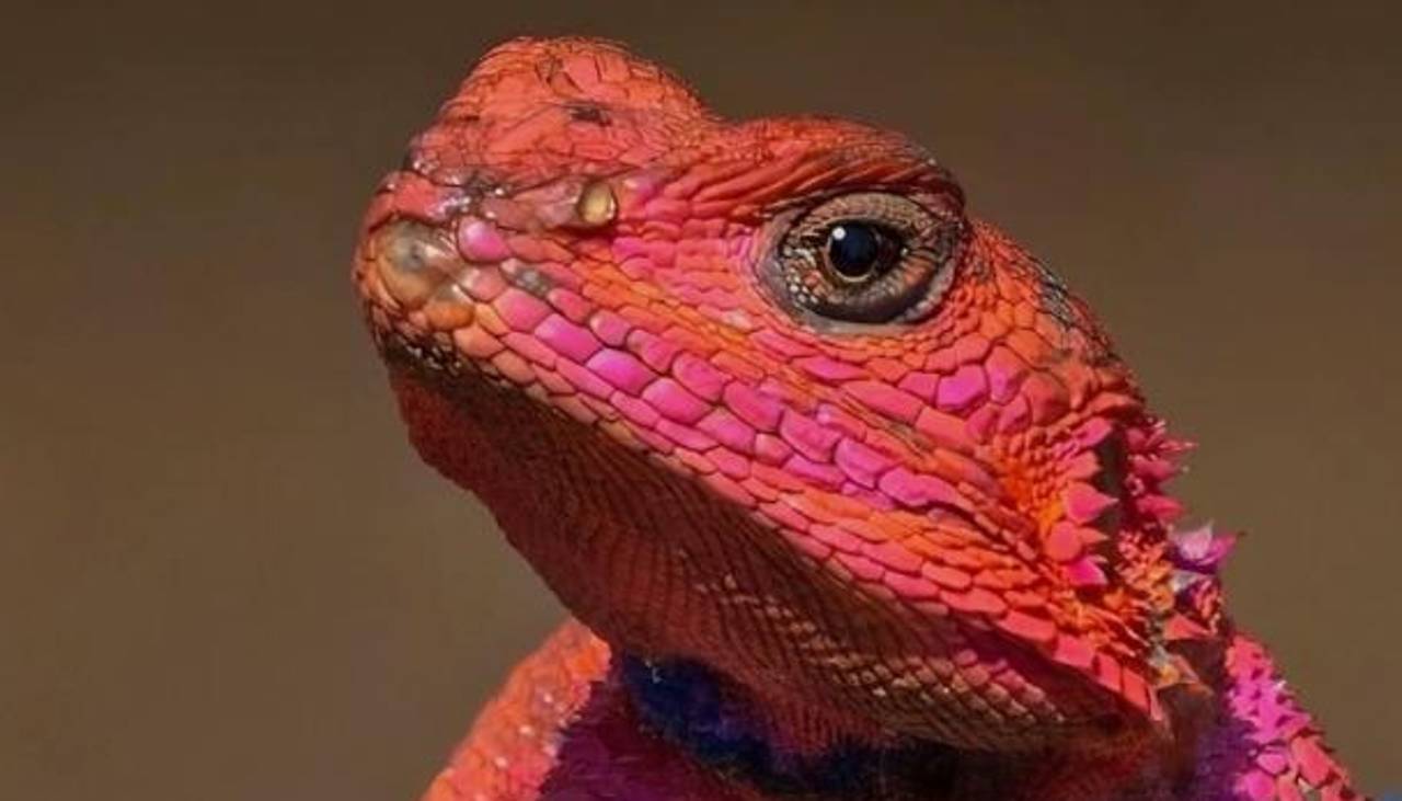 Conoce al reptil africano que tiene colores de superhéroe