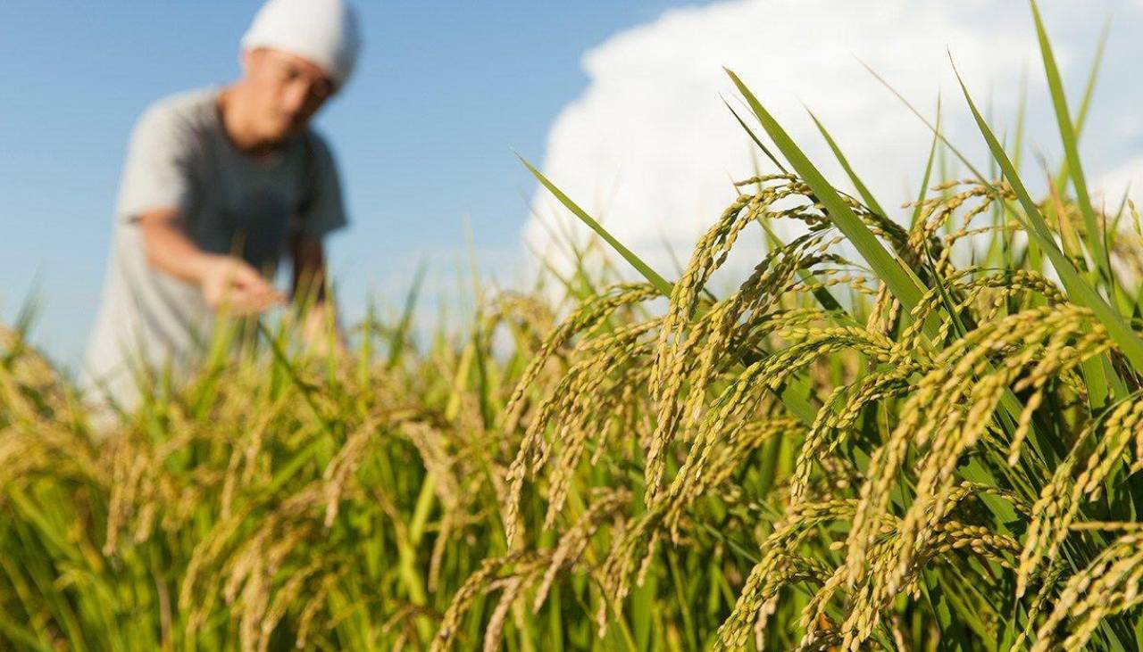 Arroceros de Beni prevén cosechar 40.000 toneladas del grano en la cosecha temprana