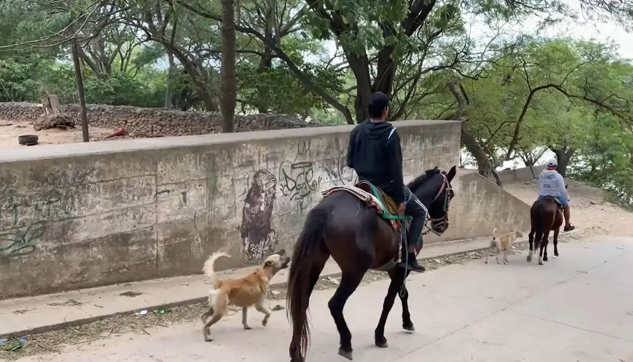 “Nos están quitando el trabajo”: Denuncian robo de caballos en las cabañas del río Piraí