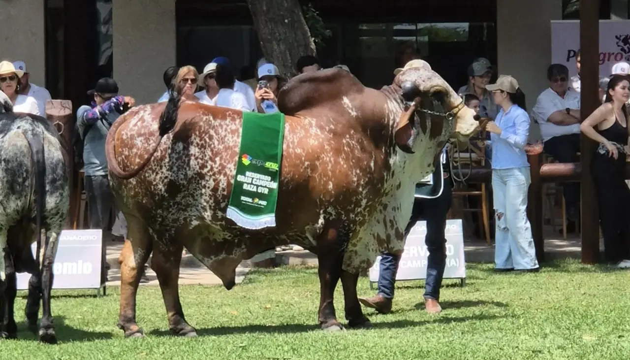 Sector pecuario protagoniza la antesala de Expocruz 2025 con el juzgamiento de bovinos cebuinos