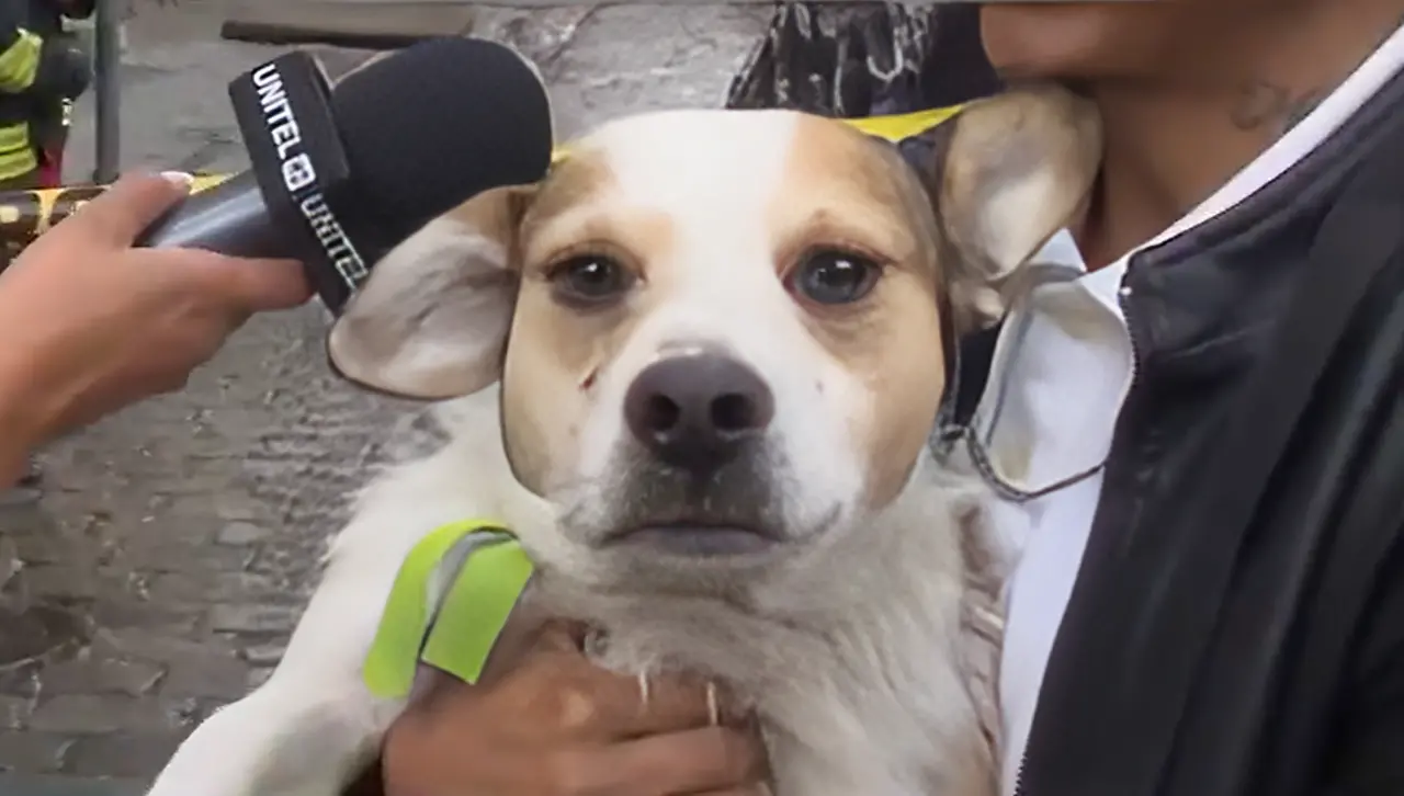 Perro reportado como desaparecido es hallado en el incendio de una casa patrimonial en La Paz