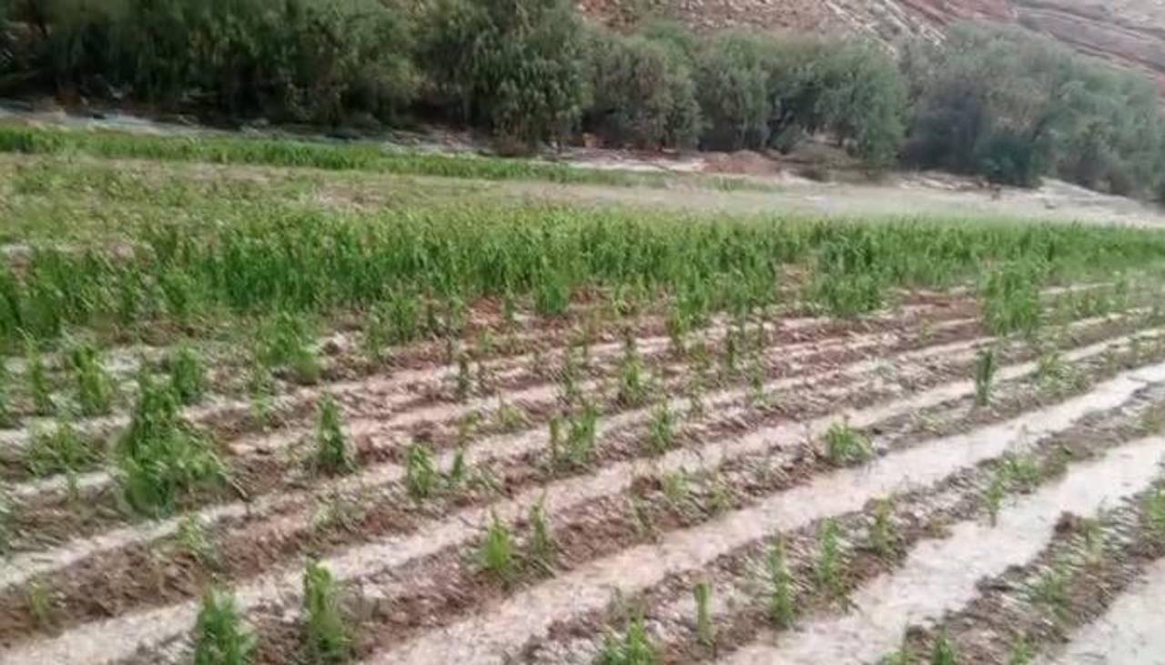 Granizada arrasa cultivos en una comunidad de Tarija y pobladores piden ayuda