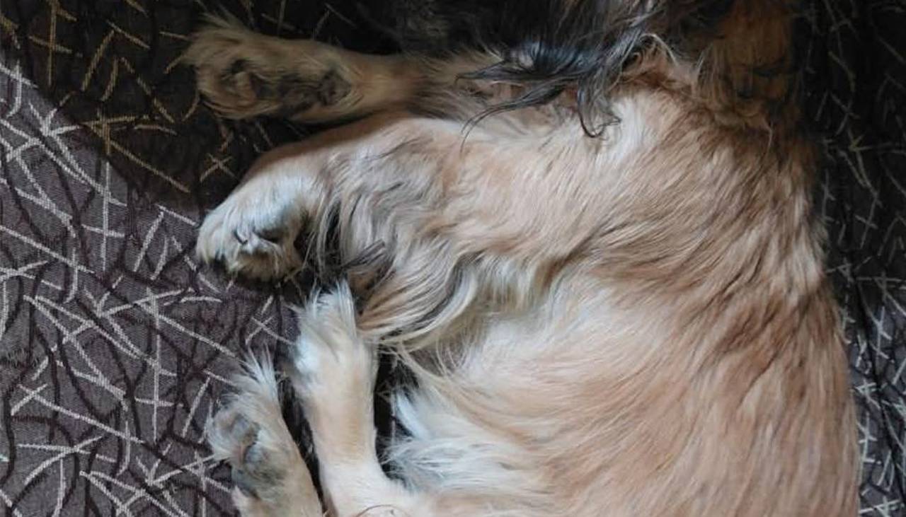 ¡Indignante! Hombre pisa la cabeza de una perrita que se asomaba por debajo de la puerta de una casa 