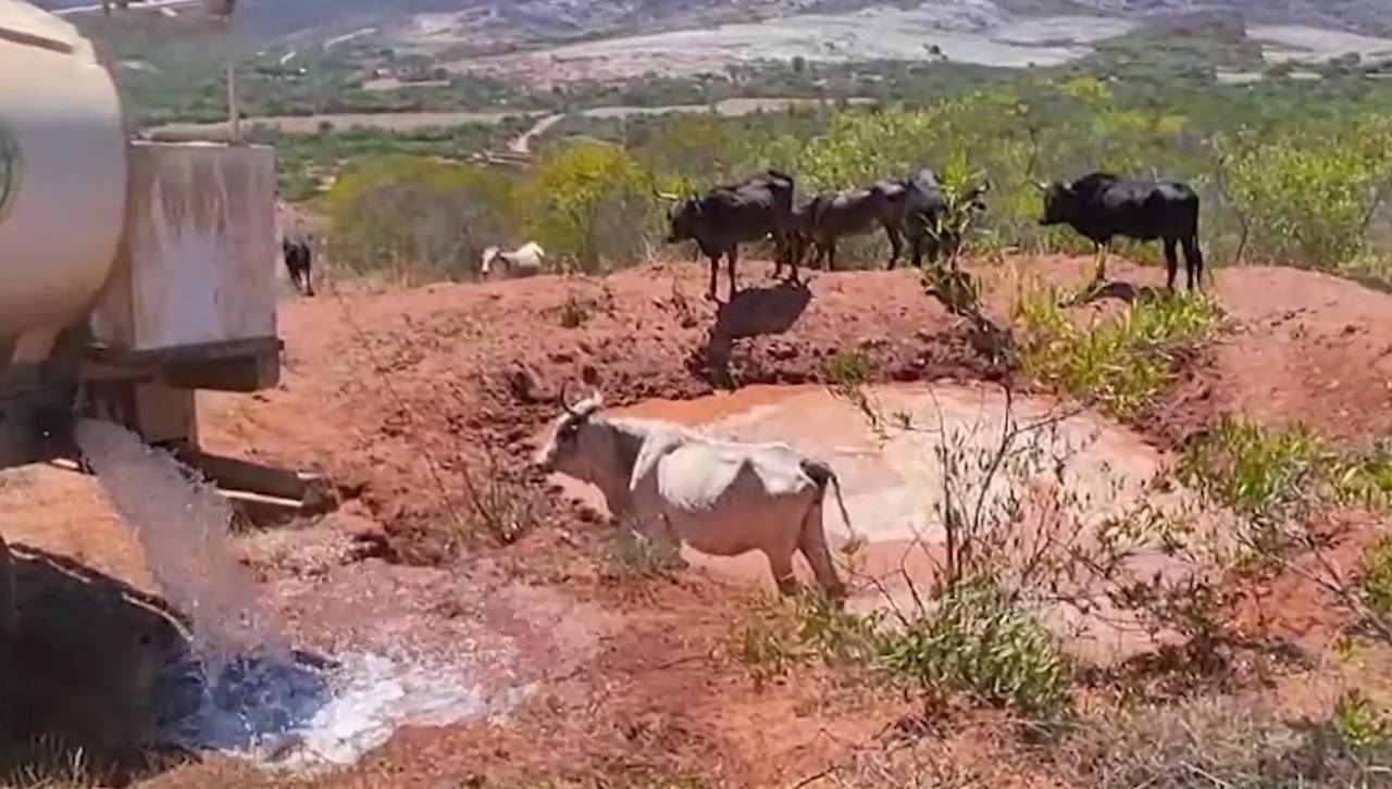 25 mil cabezas de ganado vacuno están en riesgo en Pasorapa debido a la sequía