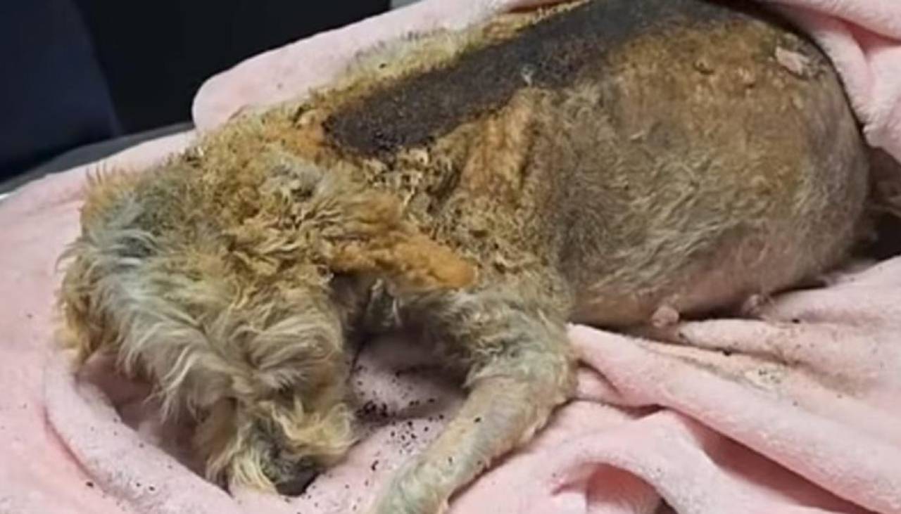 Cereza, historia de la perrita embarazada que sobrevivió al incendio de una cisterna de gas