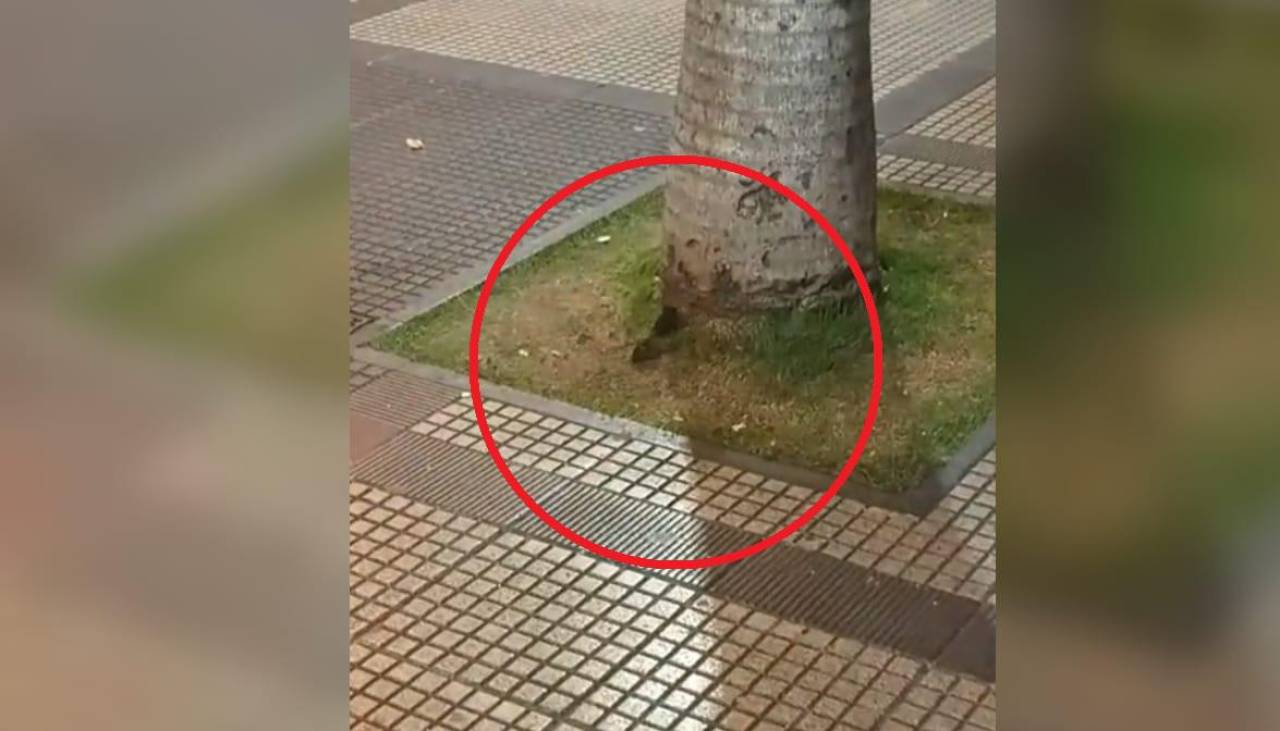 Video: Captan ratones en plena plaza principal de Santa Cruz de la Sierra