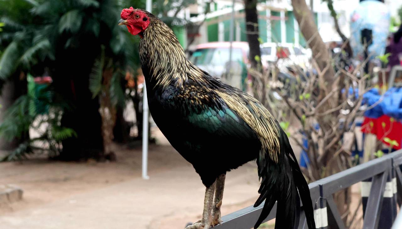 Martín, el gallo que vive en la puerta del Hospital Oncológico de Santa Cruz tras la muerte de su dueño