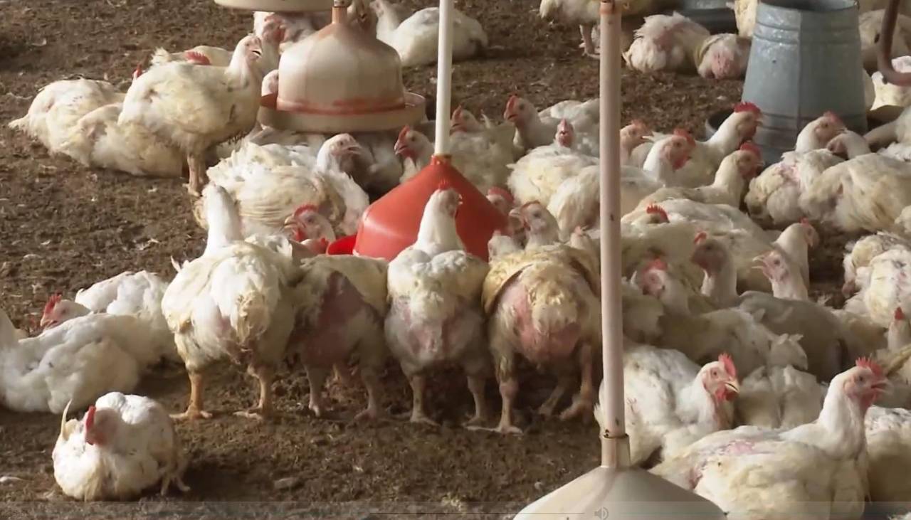 Bloqueos dejaron sin capital y en quiebra a productores avícolas de Mairana, según reporte sectorial