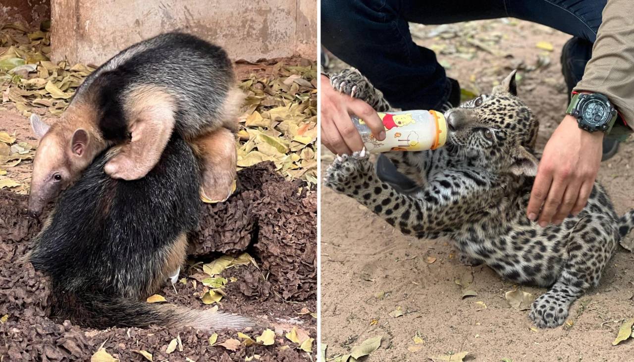 Santa Cruz: 89 animales silvestres fueron rescatados de incendios que ya arrasaron 3,34 millones de hectáreas