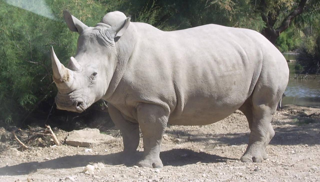 Wami, el rinoceronte del zoo de París trasladado a México para preservar diversidad genética de la especie