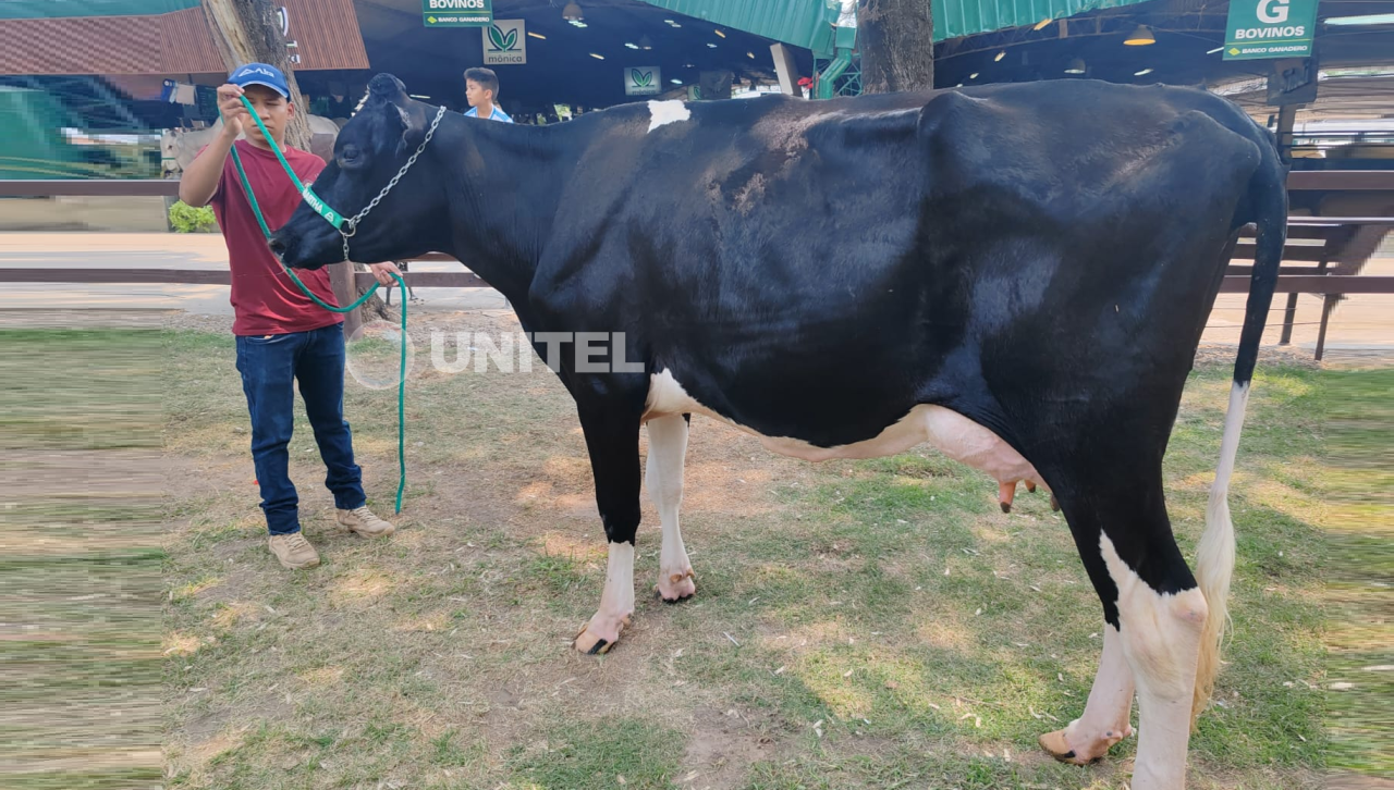 Se rompe el récord nacional de producción de leche en Expocruz en la categoría ‘Vaca menor’