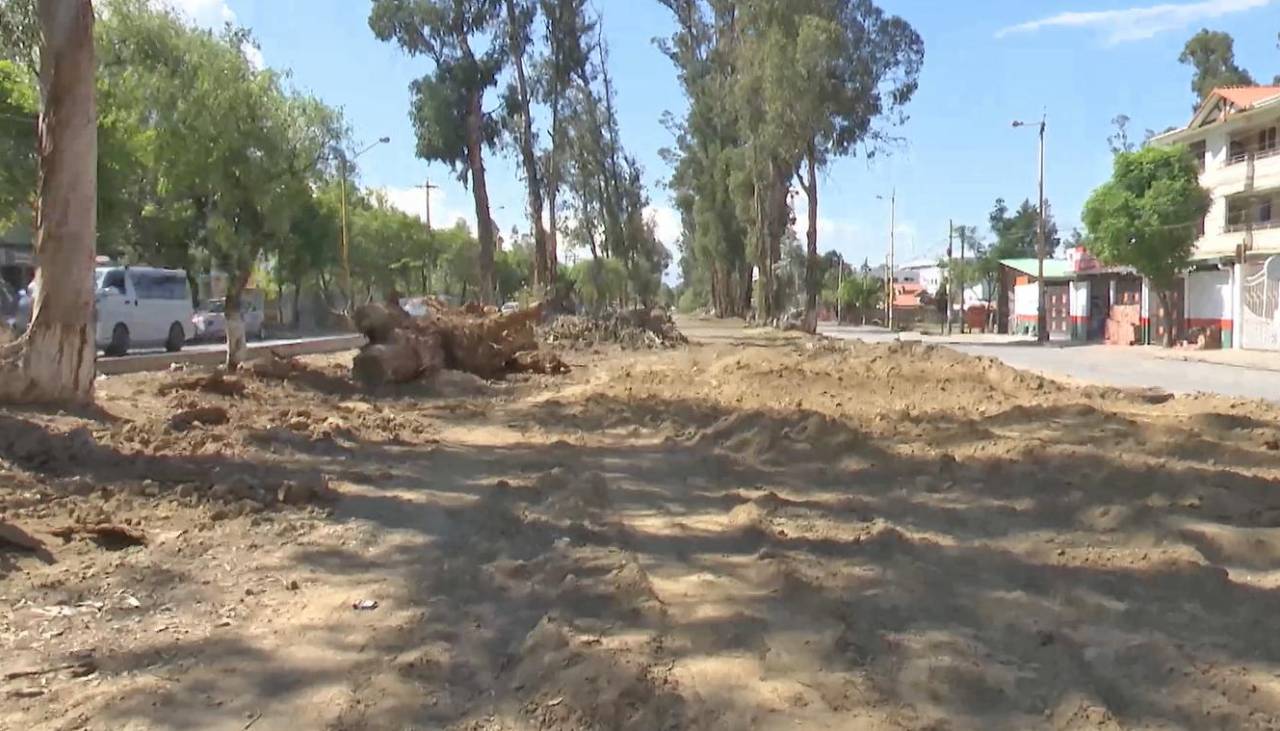 Retiran al menos 60 árboles en Tiquipaya que corrían el riesgo de caer y estaban enfermos
