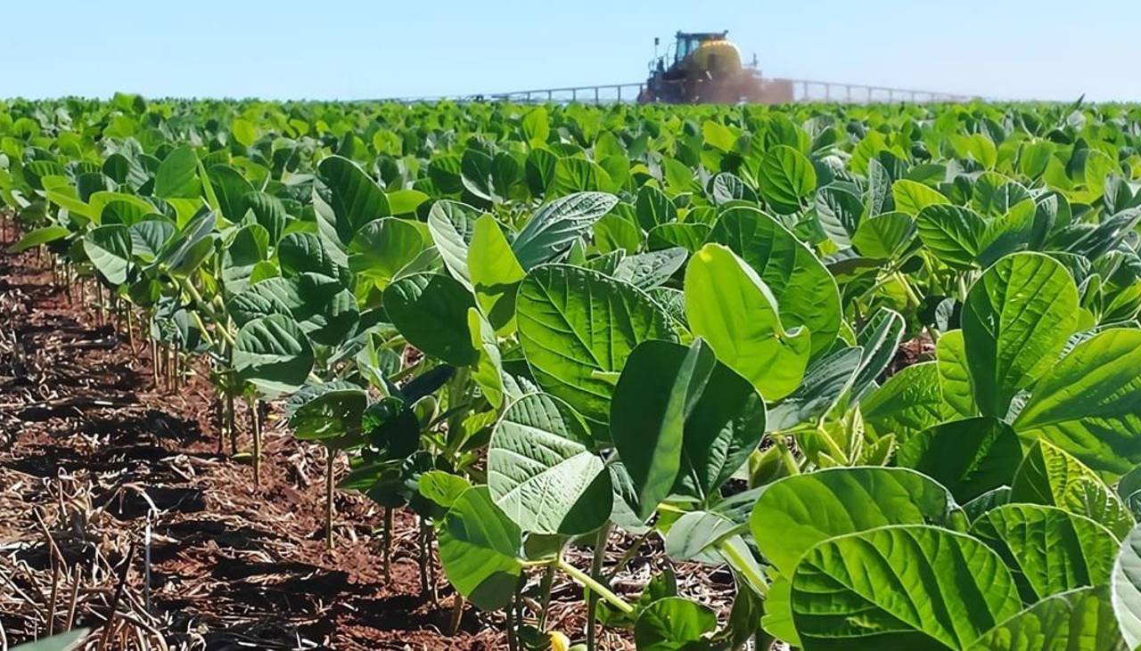 Anapo: Sequía trunca siembra de soya de invierno y alcanza un 80% de lo proyectado