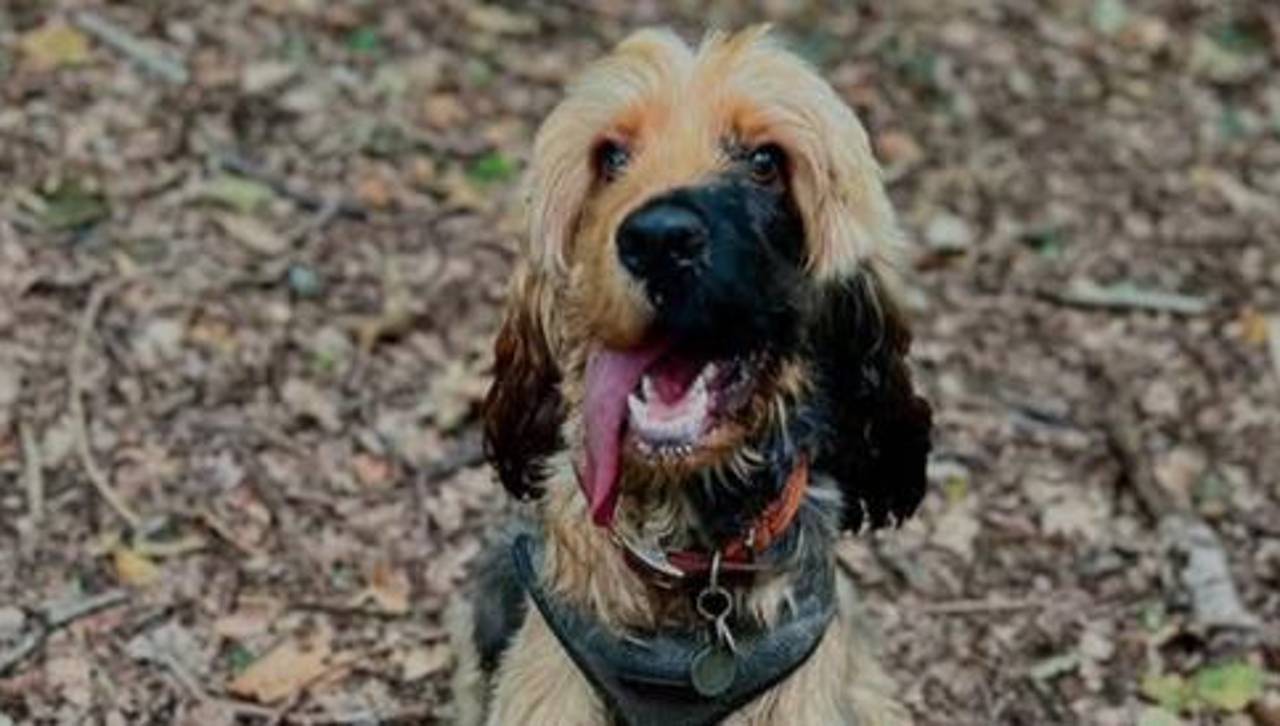 Ralphie, el cocker spaniel que causa furor en las redes sociales 