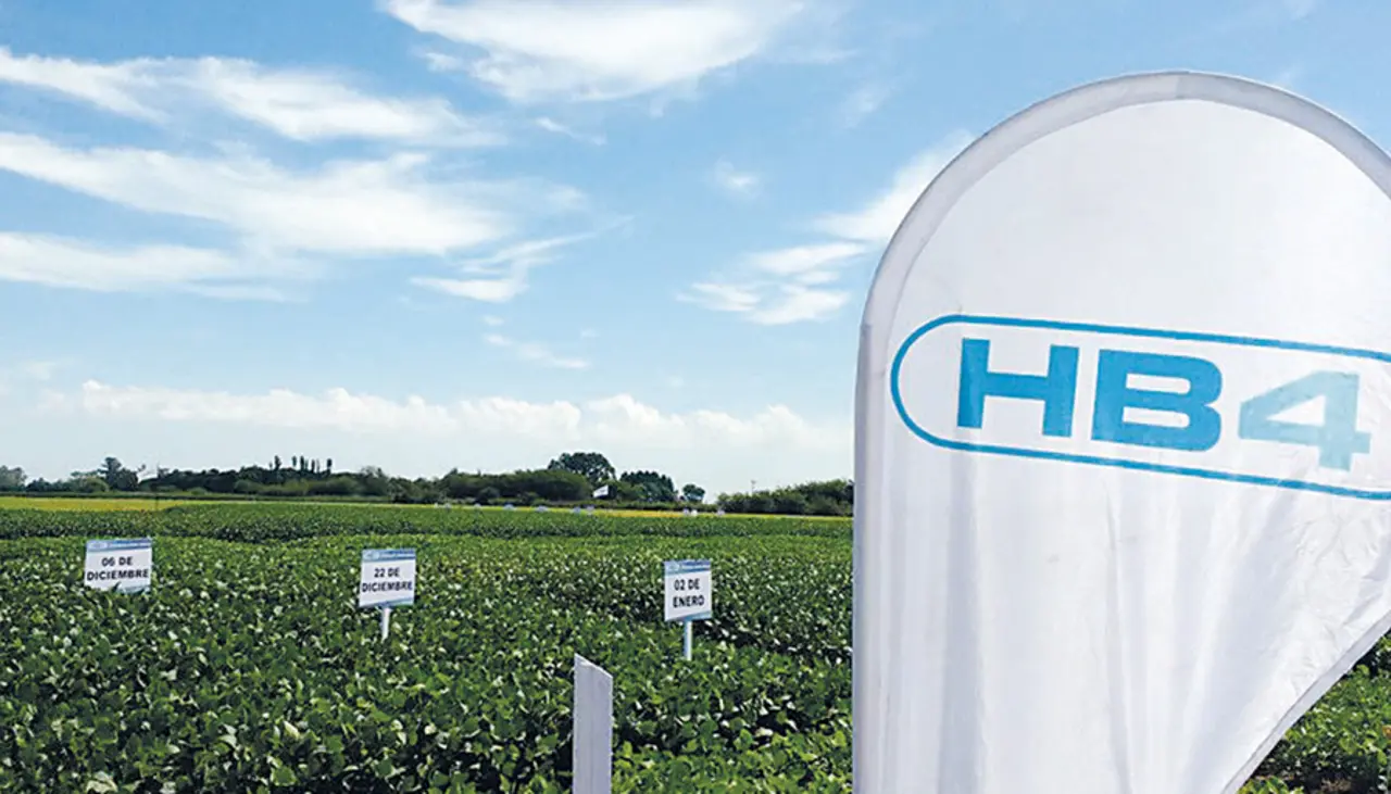 Biotecnología: Anapo prevé la siembra de soya HB4 para el verano 2026-2027