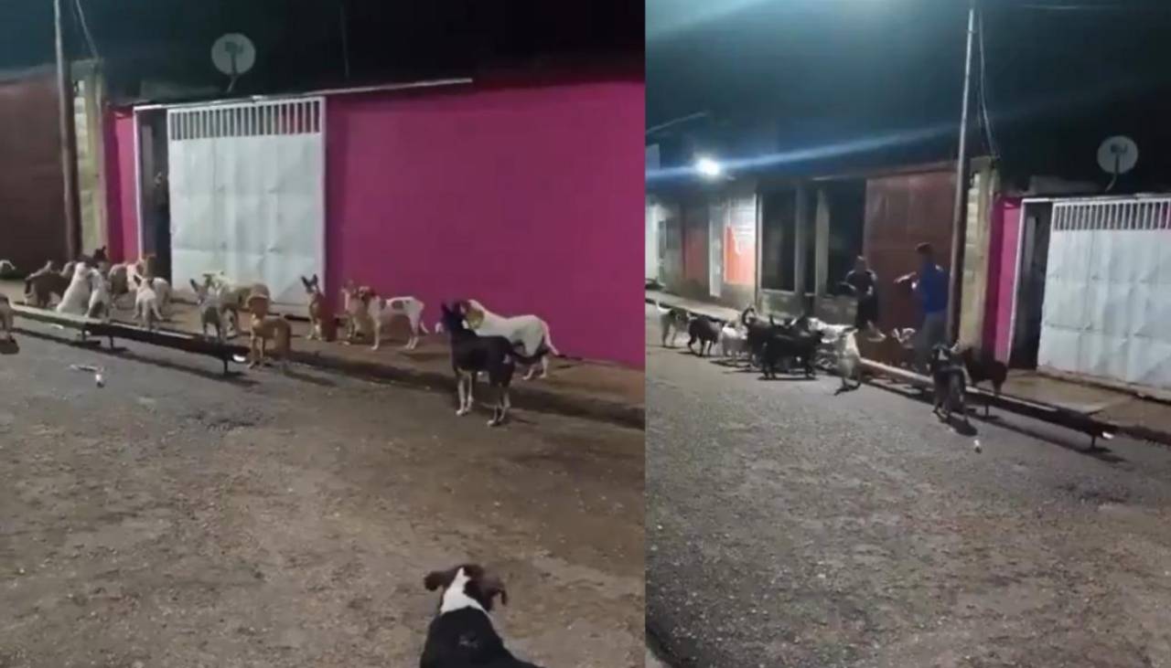 ¡Enternecedor! Perritos de la calle esperan cada día frente a la casa de la mujer que los alimentaba y que falleció