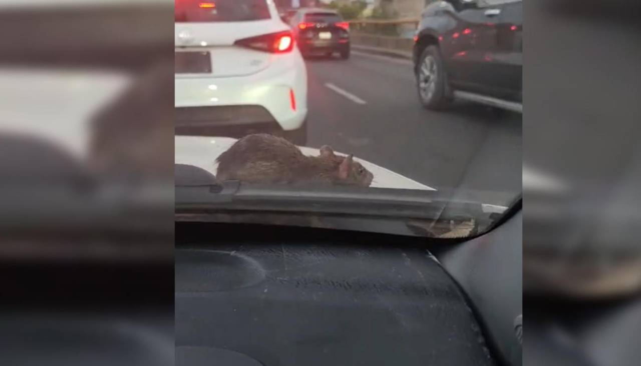 ¡Pánico en un auto! Ratón apareció en el parabrisas y desató caos 