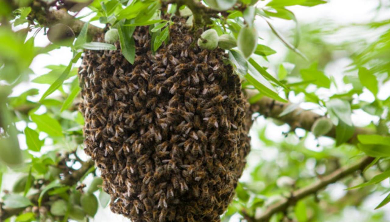 Video: Repartidor rescata a niña atacada por un panal de abejas